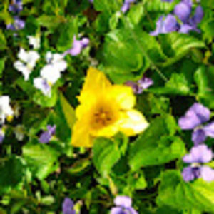 Meet your Posher, Trin